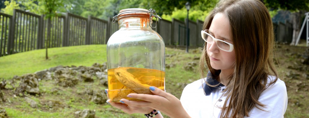 Cambridge Primary + Secondary 1